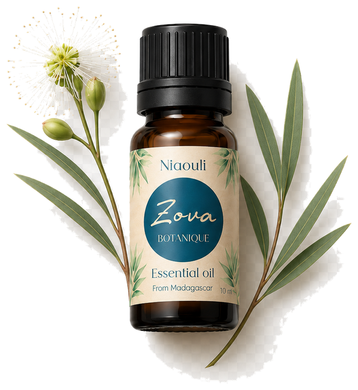 Niaouli essential oil with botanical flower and leaves