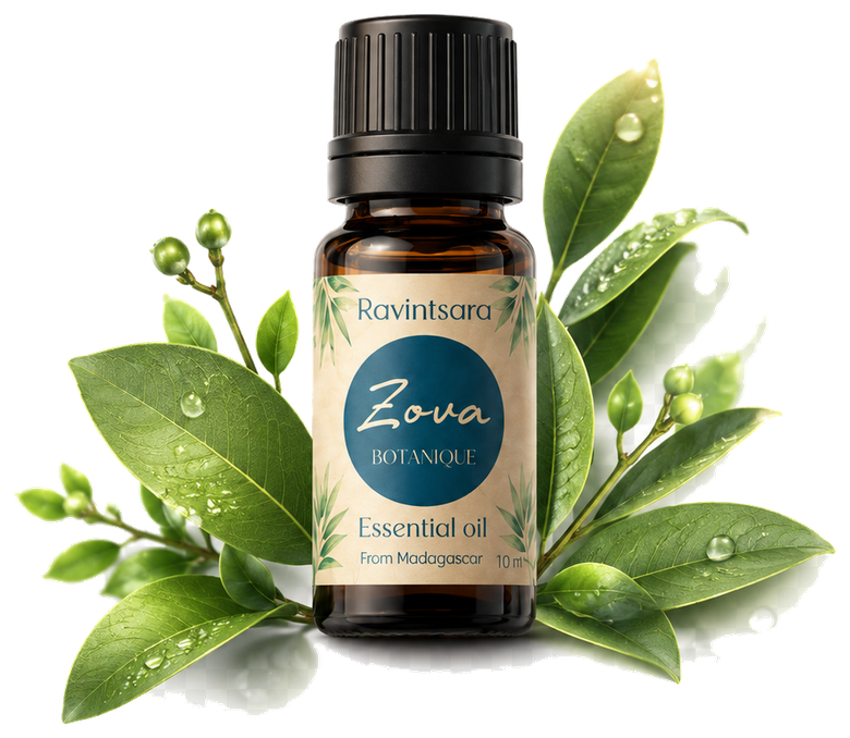 Ravintsara essential oil with fresh botanical leaves